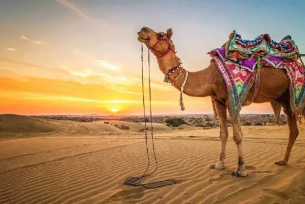 Jaipur Jodhpur Bikaner Jaisalmer Udaipur Tour
