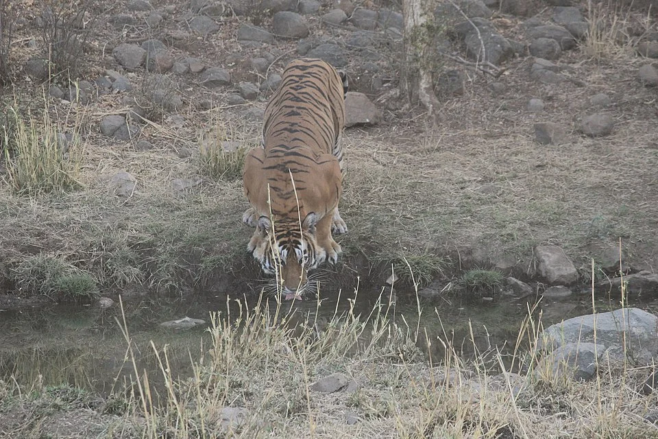 Ranthambore Rajasthan